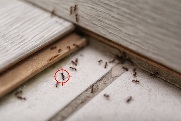 Best Local Pest Control Services  in Guthrie, OK