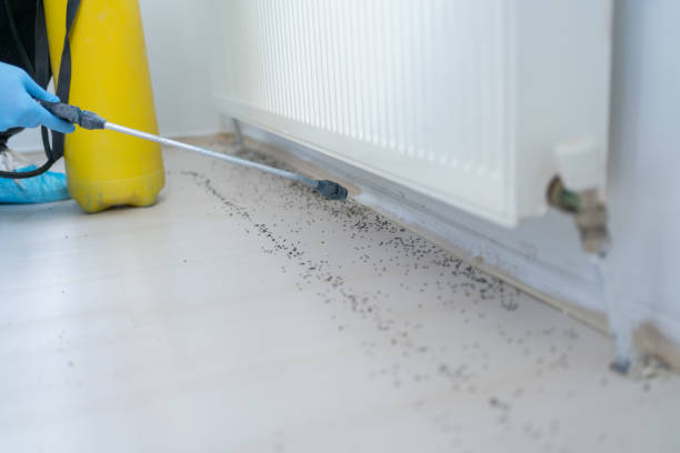 Wasp Removal Services in Guthrie, OK